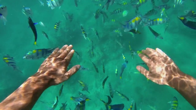 Video Reference: fish, shark, hammerhead, sea, underwater, ocean, water, coral, ray, diving, tropical, stingray, aquatic, marine, reef, aquarium, Person