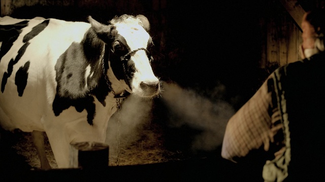 Video Reference: Bovine, Dairy cow, Dairy, Cow-goat family, Livestock, Snout, Calf