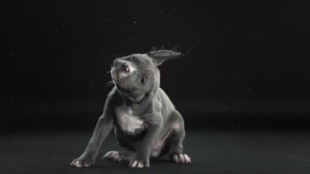 Video Reference: mammal, dog like mammal, dog breed, dog, snout, carnivoran, darkness, boston terrier, non sporting group, extinction