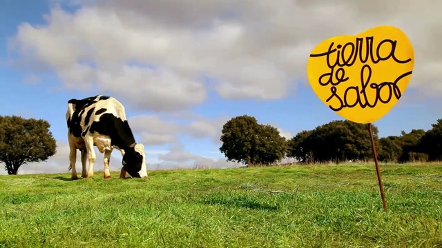 Video Reference: grassland, yellow, pasture, cattle like mammal, dairy cow, grass, sky, grazing, field, prairie, Person