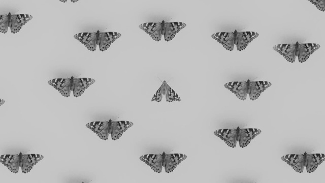 Video Reference: Butterfly, Moths and butterflies, Insect, Brush-footed butterfly, Pollinator, Pieridae, Symmetry, Black-and-white, Lycaenid, Wallpaper, Person