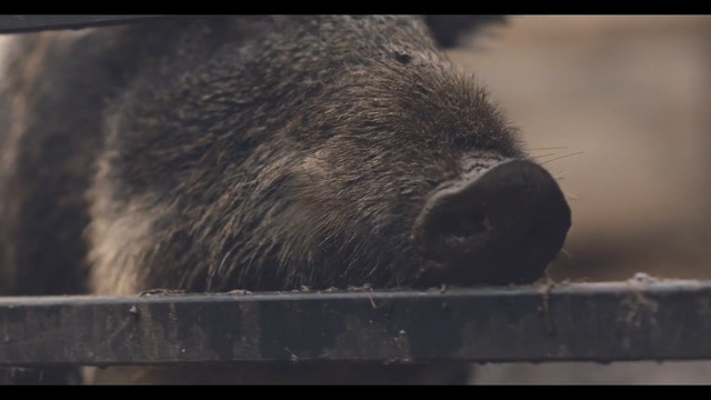 Video Reference: Vertebrate, Snout, Peccary, Boar, Terrestrial animal, Capybara, Wildlife, Suidae, Otter, Rodent