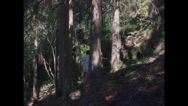Video Reference: Forest, Tree, Nature, Woodland, Old-growth forest, Natural environment, Tropical and subtropical coniferous forests, Northern hardwood forest, Vegetation, Nature reserve