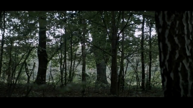 Video Reference: Tree, Forest, Woodland, Nature, Natural environment, Old-growth forest, Nature reserve, Vegetation, Tropical and subtropical coniferous forests, Northern hardwood forest