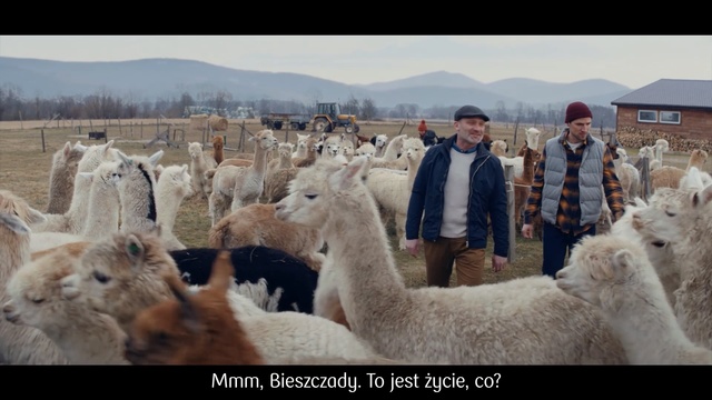 Video Reference: Mammal, Llama, Alpaca, Herd, Camelid, Vicuña, Sheep, Livestock, Sheep, Herder, Person