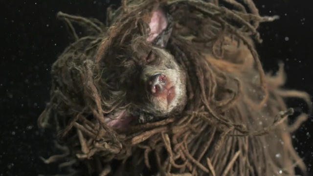 Video Reference: organism, snout, darkness