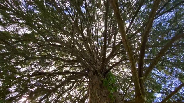 Video Reference: Tree, Nature, Vegetation, Branch, Woody plant, Plant, Natural environment, Trunk, Nature reserve, Forest