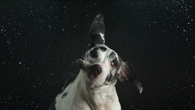 Video Reference: dog like mammal, darkness, atmosphere, dog breed, snout, sky, night, computer wallpaper, space, non sporting group