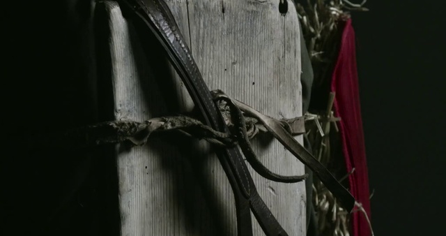 Video Reference: Still life photography, Tree, Photography, Plant