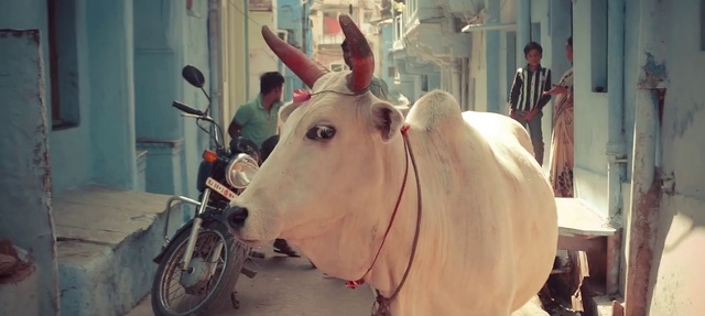 Video Reference: Horn, Nose, Snout, Ox, Working animal, Bovine, Cow-goat family, Ear