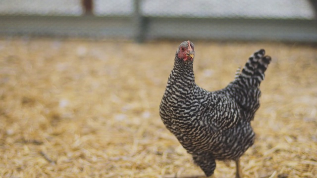 Video Reference: Chicken, Bird, Galliformes, Fowl, Beak, Poultry, Rooster, Livestock, Comb, Phasianidae