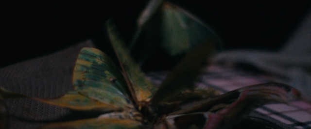 Video Reference: Nature, Leaf, Darkness, Butterfly, Insect, Organism, Moths and butterflies, Night, Macro photography, Plant
