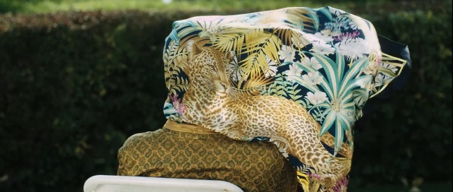 Video Reference: mammal, wildlife, fauna, jaguar, leopard, grass, big cats, terrestrial animal, organism, cat like mammal