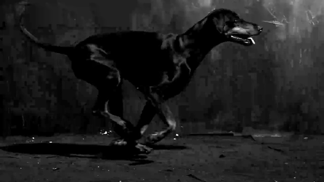 Video Reference: Mammal, Dog breed, Canidae, Dog, Black, Black-and-white, Snapshot, Carnivore, Monochrome, Snout