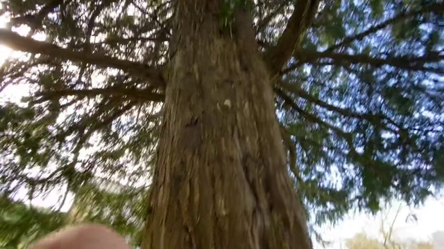 Video Reference: Tree, shellbark hickory, Trunk, Woody plant, Bigtree, Plant, Branch, Woodland, Plant stem, Forest