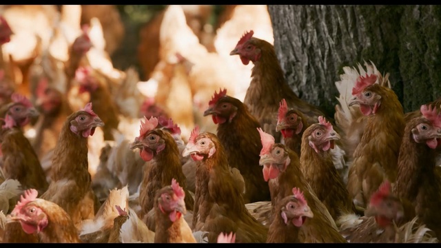 Video Reference: Chicken, Bird, Rooster, Galliformes, Fowl, Poultry, Adaptation, Organism, Livestock, Beak