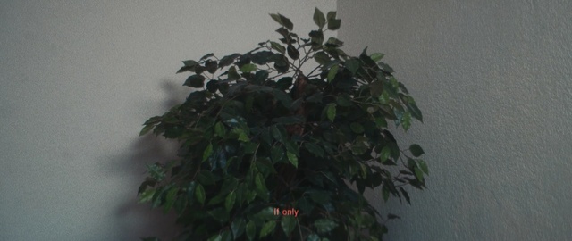 Video Reference: Plant, Tree, Flower, Woody plant, Houseplant, Leaf, Flowering plant