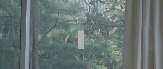 Video Reference: tree, ecosystem, forest, woodland, branch, window, biome, sunlight, old growth forest, wood