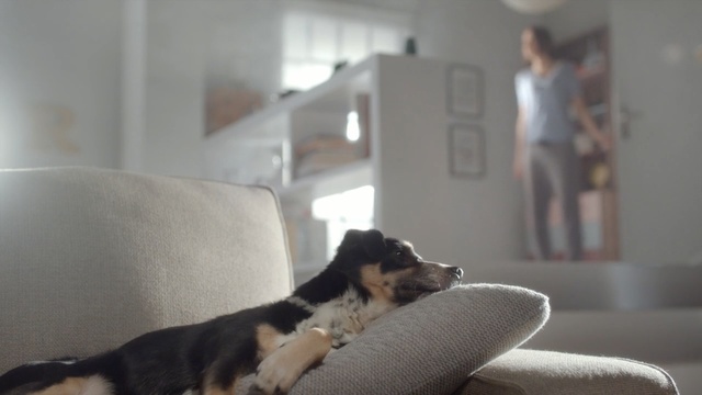 Video Reference: Dog, Mammal, Canidae, Dog breed, Carnivore, Companion dog, Puppy, Working dog, Australian shepherd, Sporting Group