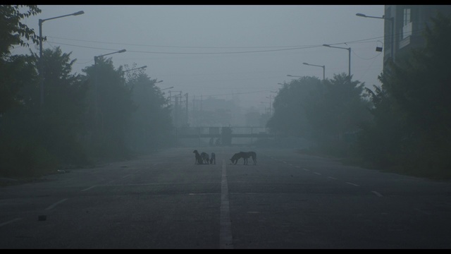 Video Reference: Atmospheric phenomenon, Sky, Fog, Mist, Morning, Atmosphere, Mode of transport, Road, Tree, Haze
