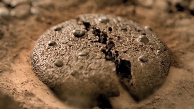 Video Reference: soil, close up, macro photography, rock, organism, sand, Person