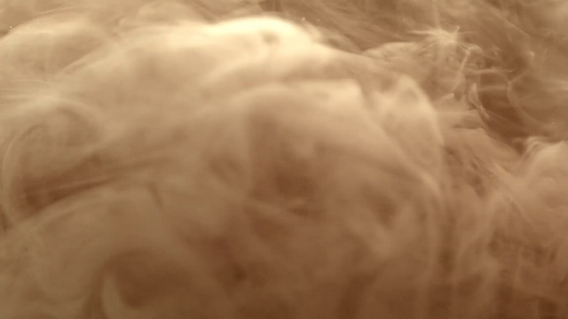Video Reference: hair, white, skin, nose, mammal, fur, close up, dog like mammal, snout, puppy, Person