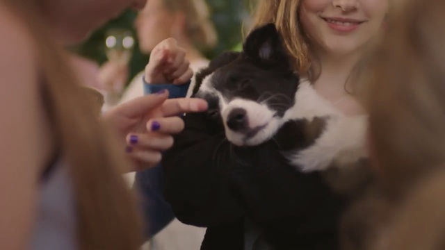 Video Reference: Canidae, Dog, Puppy, Dog breed, Carnivore, Smile, Snout, Puppy love, Companion dog, Ear