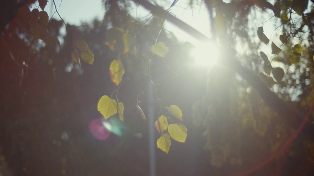 Video Reference: Leaf, Light, Sunlight, Green, Sky, Yellow, Tree, Lens flare, Atmospheric phenomenon, Branch