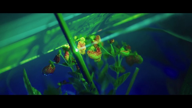 Video Reference: Marine biology, Organism, Plant, Underwater, Freshwater aquarium, Aquatic plant, Fish