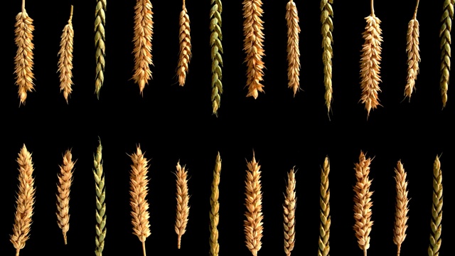 Video Reference: Food grain, Plant, Metal