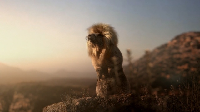 Video Reference: Old world monkey, Primate, Macaque, Wildlife