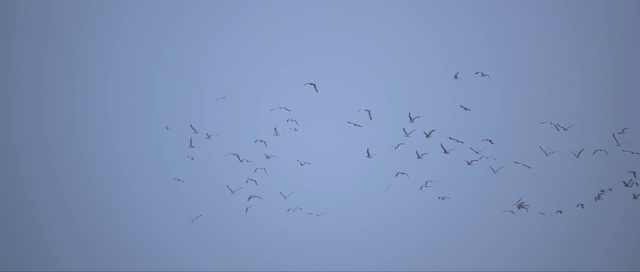 Video Reference: Bird migration, Flock, Bird, Animal migration, Sky