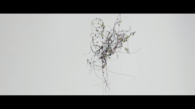 Video Reference: branch, flora, tree, twig, leaf, plant, sky, line, plant stem, art, Person