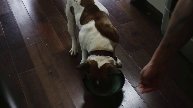 Video Reference: Dog, Mammal, Vertebrate, Canidae, Dog breed, Carnivore, Floor, Snout, Sporting Group, Companion dog, Person