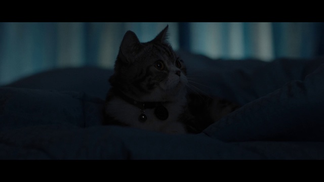 Video Reference: Cat, Mammal, Vertebrate, Small to medium-sized cats, Felidae, Black, Whiskers, Darkness, Carnivore, Snapshot