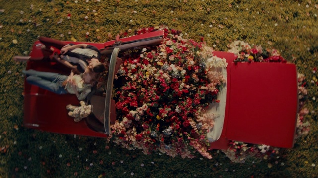 Video Reference: Red, Flower, Plant, Petal, Shrub, Soil, Perennial plant