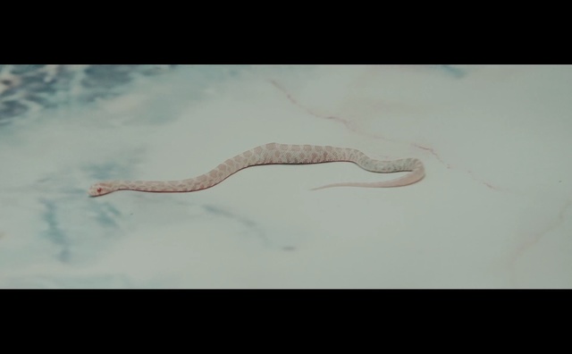 Video Reference: fauna, reptile, snake, scaled reptile, serpent, organism, rattlesnake