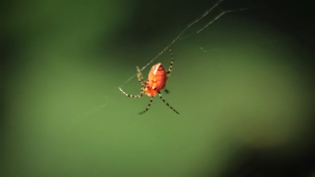 Video Reference: Invertebrate, Spider, Macro photography, Insect, Green, Spider web, Arthropod, Arachnid, Organism, Close-up