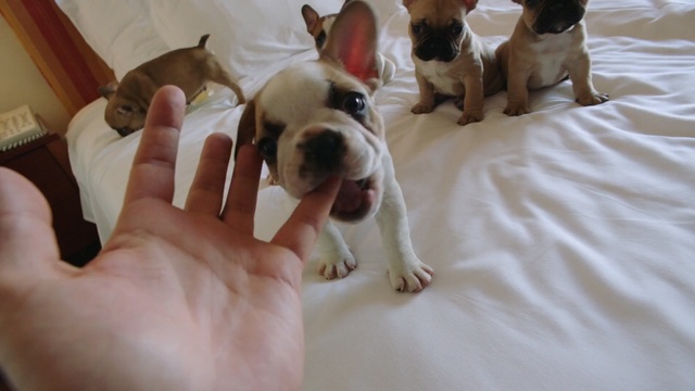 Video Reference: Dog, Mammal, Vertebrate, Dog breed, Canidae, Toy bulldog, Bulldog, Puppy, Australian bulldog, Old english bulldog