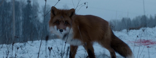Video Reference: Mammal, Vertebrate, Canidae, Wildlife, Red fox, Fox, Dog, Carnivore, Snout, Dog breed