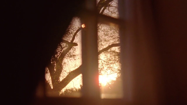 Video Reference: Nature, Branch, Light, Tree, Sunlight, Lighting, Morning, Heat, Twig, Leaf, Person