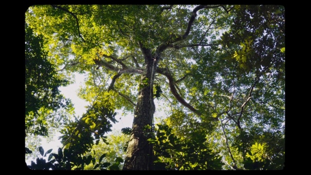 Video Reference: Tree, Nature, Vegetation, Forest, Natural environment, Nature reserve, Woody plant, Temperate broadleaf and mixed forest, Northern hardwood forest, Sunlight