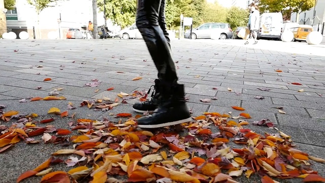 Video Reference: autumn, leaf, tree, plant, shoe, asphalt