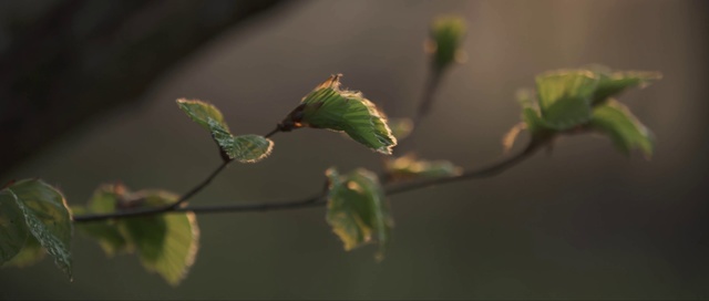 Video Reference: Leaf, Green, Branch, Twig, Plant, Water, Plant stem, Bud, Botany, Spring
