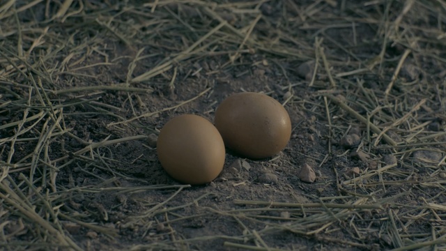 Video Reference: egg, nest, bird nest, fauna, grass