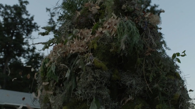 Video Reference: Tree, Vegetation, Plant, Woody plant, Rainforest, Jungle, Branch, Forest, Trunk