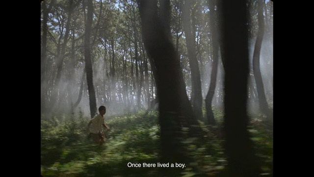 Video Reference: forest, woodland, ecosystem, nature, tree, old growth forest, light, jungle, grove, sunlight