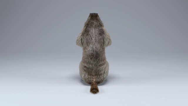 Video Reference: Fur, Tail