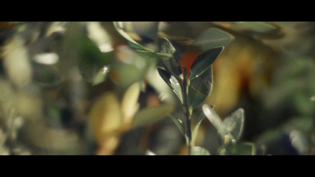 Video Reference: plant, vascular plant