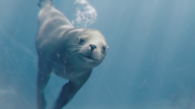Video Reference: Seal, Marine mammal, Underwater, Harbor seal, Marine biology, Organism, Snout, Wildlife